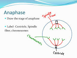 Illustration of the process by which somatic cells multiply and divide. The Cell Cycle Ppt Download
