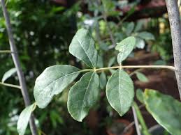 Image result for Hunteria myriantha