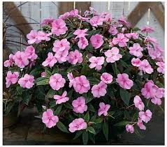 Available for 3 easy payments. Cottage Farms 3 Piece Lavender Splash Sunpatiens Qvc Com