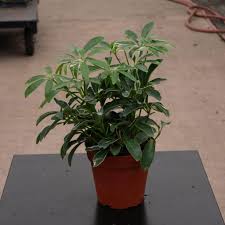 Image result for Schefflera