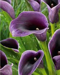 2 Callas Akela R00210539435 0 Jpg 600 749 Zantedeschia Calla Lily Calla