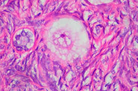 Check spelling or type a new query. Gamete Vs Zygote Difference And Comparison Diffen