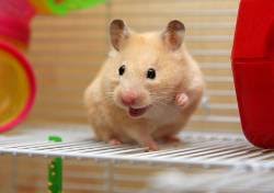 Mon Hamster Espace Vet