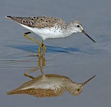 Birds That Lay Eggs On The Ground Ontario Marsh Sandpiper Tringa Stagnatilis Eastern Europe To Central Asia Flying Bird Silhouette Sea Birds Beautiful Birds
