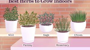 However, you can start growing your thyme indoors, and then transfer the young plants outside when they're ready 10 Best Herbs To Grow Indoors