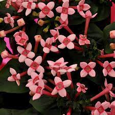 Pink Bouvardia Bouvardia Flowers August Flowers Seasonal Flowers