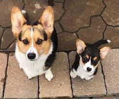 Our website helps to complete the screening process. Corgi Of Fantasy Farms Hastings Minnesota