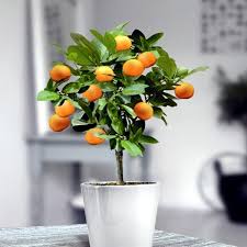 Maybe you would like to learn more about one of these? You Can Dwarf Fruit Trees In Pots And Growing Trays On The Balcony Interior Design Ideas Ofdesign