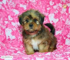 Shorkie Puppies For Sale Lancaster Puppies Shorkie Puppies Shorkie Puppies For Sale Puppies For Sale