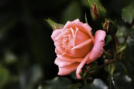 30 Pretty Flower Images Best Types Of Flowers For Your Garden They are bright, desired, pleasantly smell. house beautiful