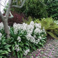 Cherrywood florist tauranga for beautiful floral arrangements. Go Gardening Helping New Zealand Grow Garden Inspiration Tips And Advice From The Expert