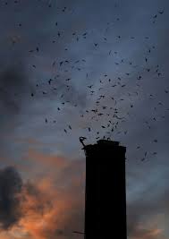 Thousands Of Vaux S Swifts Put On A Show At Chimney In Monroe Heraldnet Com Monroe Art Center Swift