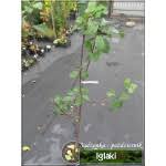 Image result for prunus domestica renkloda althana