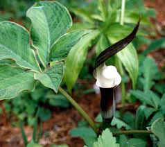 Image result for Arisaema