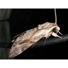 Image result for Monanthotaxis parvifolia