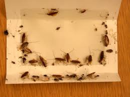 They tend to stay near the hatching area, in dark corners of your kitchen or laundry where they can find warmth, shelter and food. Baby Cockroaches Their Danger Pictures Of Roach Nymphs