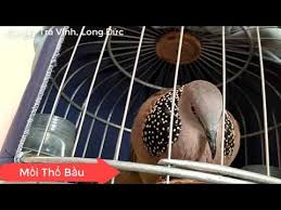 Ajar tekukur kampung untuk buat pikat. Burung Tekukur Ku By 5071790