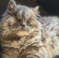 These cats are available for adoption from the aspca adoption center at 424 e. Meet The Adorable One Eyed Kitten Who Found A Loving Home After She Was Abandoned In A Bush Kitten Rescue One Eyed Cat Persian Kittens