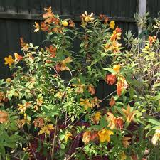 Image result for Geigeria engleriana