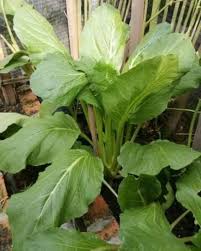 Tapi bekas begini perlu pemerhatian yang lebih. Teknik Tanam Sawi Gergasi Campur Benih Dengan Sedikit Pasir Jarakkan 10cm Setiap Pokok Mingguan Wanita