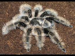 They are largely terrestrial, opportunistically burrowing spiders. Rehousing My Brachypelma Albopilosum Curlyhair Tarantula Youtube