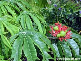 Image result for Jatropha erythropoda