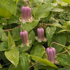Image result for Clematis costata