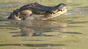Woman's arm severed by alligator in Florida. Tips to stay safe