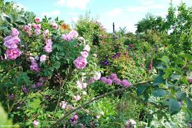 Sie blühen zum ersten mal im mai / juni, wobei es bis zum herbst ständig zu nachblüten kommt. Historische Rosen Die Koniginnen Der Blumen Berlingarten