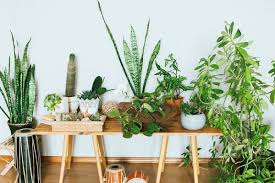 We did not find results for: 5 Tips Cerdas Memilih Tanaman Hias Untuk Taman Outdoor