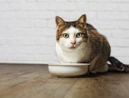 Constipation is a tricky problem in any pet, since most solutions cause problems of their own. The 25 Best Diabetic Cat Foods Of 2020 Cat Life Today