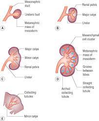 The Renal Tract Radiology Key
