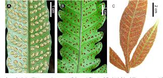 Image result for Triplophyllum protensum