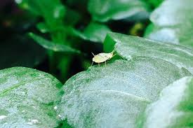 ガーデニング初心者要注意 こんな害虫 こんな病気 For Your Life