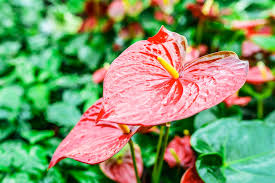 This stunning flower lei is perfect for. Hawaiian Flower Care And Lei Care Instructions