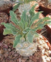 Grigsby cactus garden 2354 bella vista vista, ca 92083 tel: Plantfiles Pictures Pachypodium Species Club Foot Elephant S Trunk Half Man S Halfmen Pachypodium Namaquanum By Xenomorf