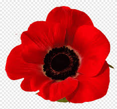 This business listing is provided by Remembrance Poppy Down To Earth Garden Flowers Common Poppy Poppy Annual Plant Flower Png Pngegg