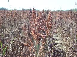 Image result for Sorghum