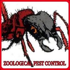 Speak with american allegiance pest control today to schedule service for termite pest control. Tempco Pest Control Home Facebook