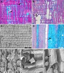 Image result for Secamone stuhlmannii