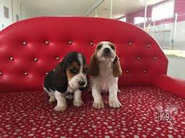 Satilik Basset Hound Yavrulari Club K9 Kopek Ciftligi Ve Binicilik Merkezi Kopek Base Binicilik