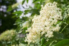 Elder flowers are best used when made into an herbal infusion. 11 Ways To Use Elderflowers For Food And Medicine Gardener S Path