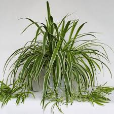 Image result for Chlorophytum lancifolium