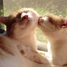 Cat In Heat Signs Symptoms What To Do If Your Cat Is In Heat Cattime In 2020 Pretty Cats Cute Cats Kittens Cutest