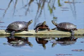Painted Turtles As Pets Aquatic Turtle Care