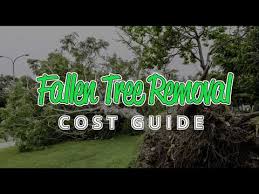 Has gone down a few times in the past and changed site but always comes back so fingers crossed! Cost Of Fallen Tree Removal 2021 Guide How To Save 43