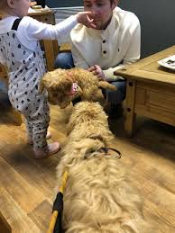 8 weeks old and ready for their new forever homes! Pippa And An Amazing Miniature Cockapoo Top Way To Spend A Morning Picture Of Doggie Diner Durham Tripadvisor