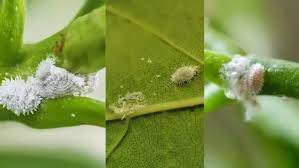 Image result for Mealybug cucumber