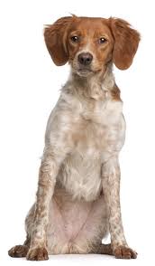 Diarios de alimento completo seco, salvo en los. Epagneul Breton Brittany Hunde Informationen Zu Den Bienenarten