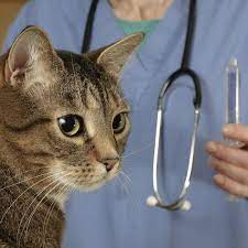 Prednisone For Cats Catster Cats Prednisone Pet Care